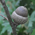 Shumard Oak Tree