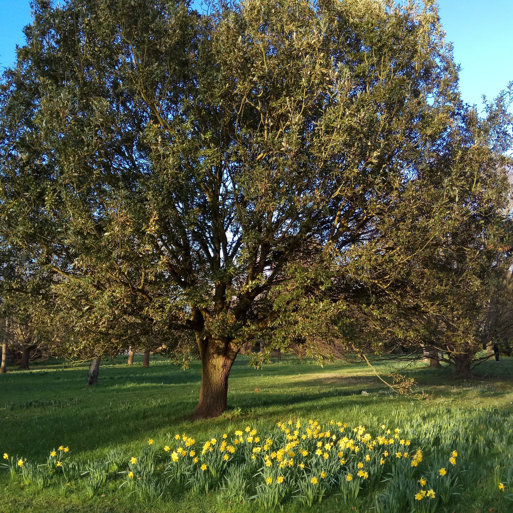 Shumard Oak Tree