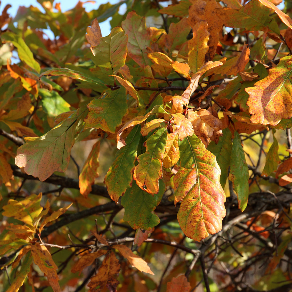 Swamp White Oak Tree