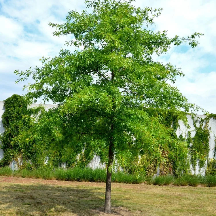 Swamp White Oak Tree