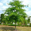 Swamp White Oak Tree