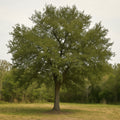 Water Oak Tree