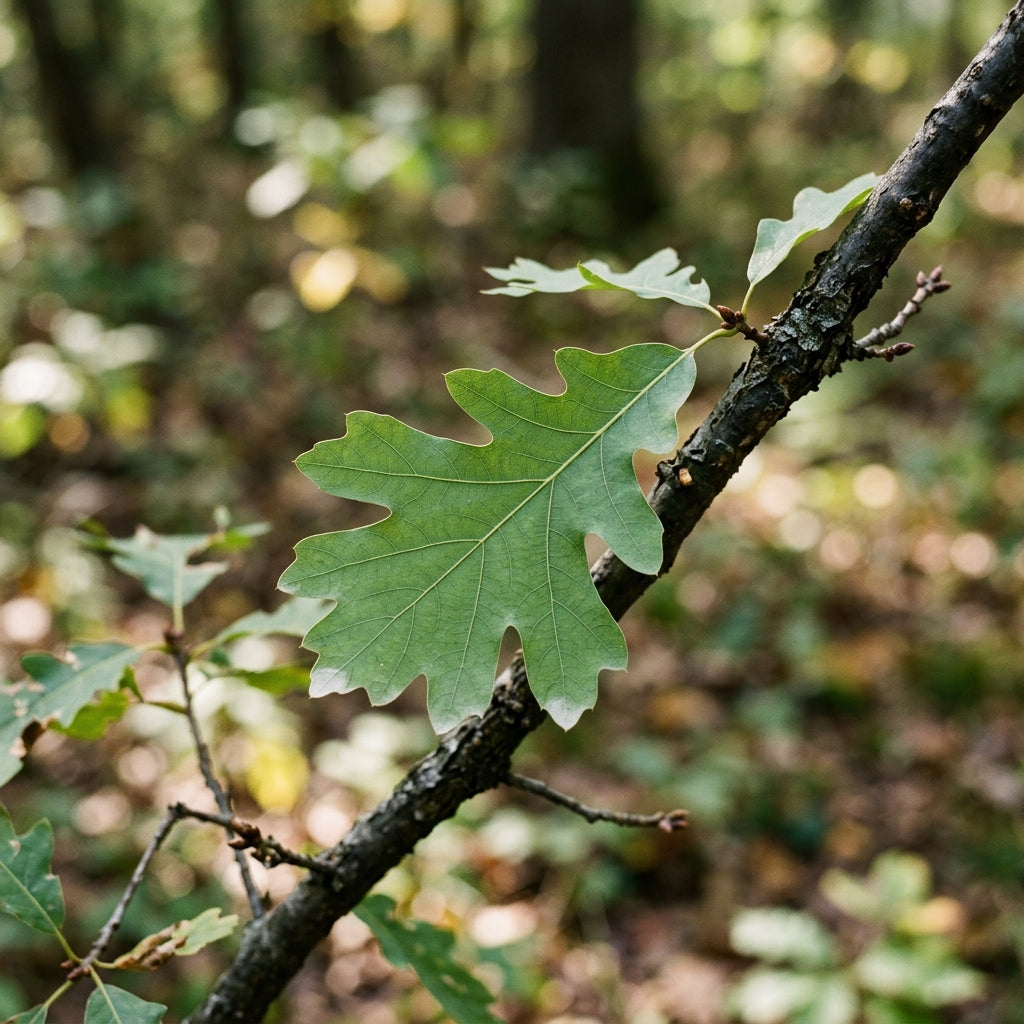 White Oak Tree
