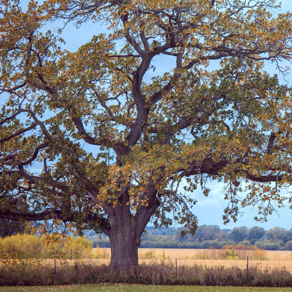 White Oak Tree