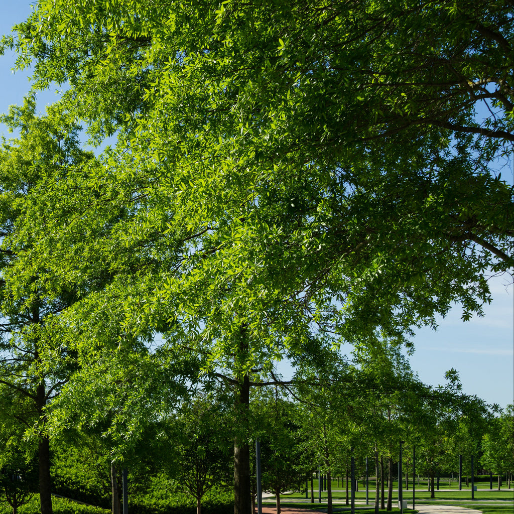 Willow Oak Tree