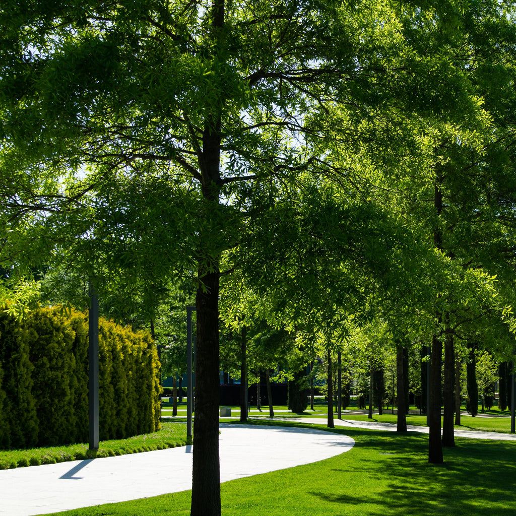 Willow Oak Tree