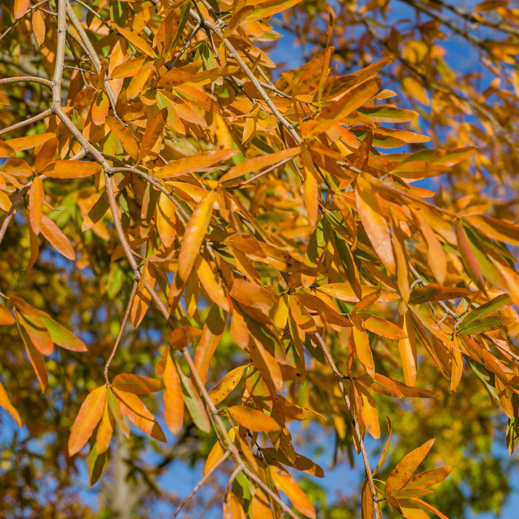 Close-up view of golden-orange autumn leaves hanging from tree branches against a bright blue sky.