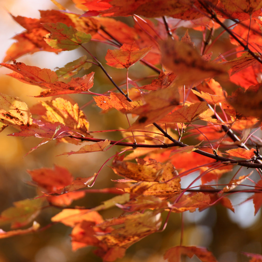 October Glory Maple Tree