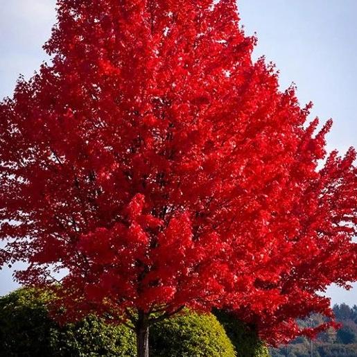 October Glory Maple Tree