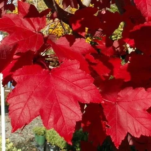 October Glory Maple Tree