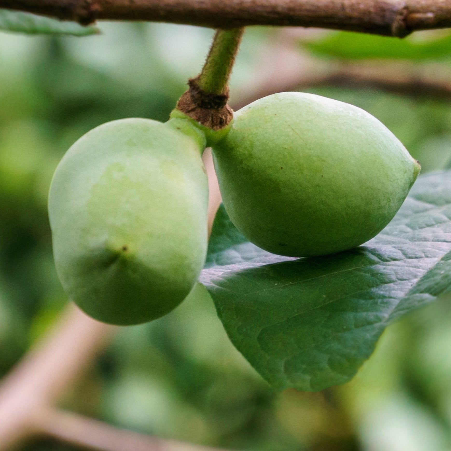 Paw Paw Tree