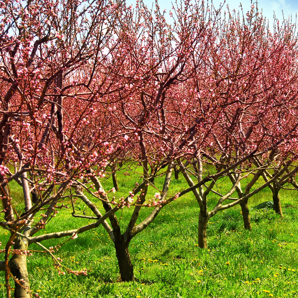 A scenic view of an orchard with rows of blooming pink trees on a green grassy field under a blue sky with white clouds.