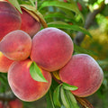 A close-up of a cluster of ripe peaches hanging on a tree branch, surrounded by green leaves in an outdoor garden setting.
