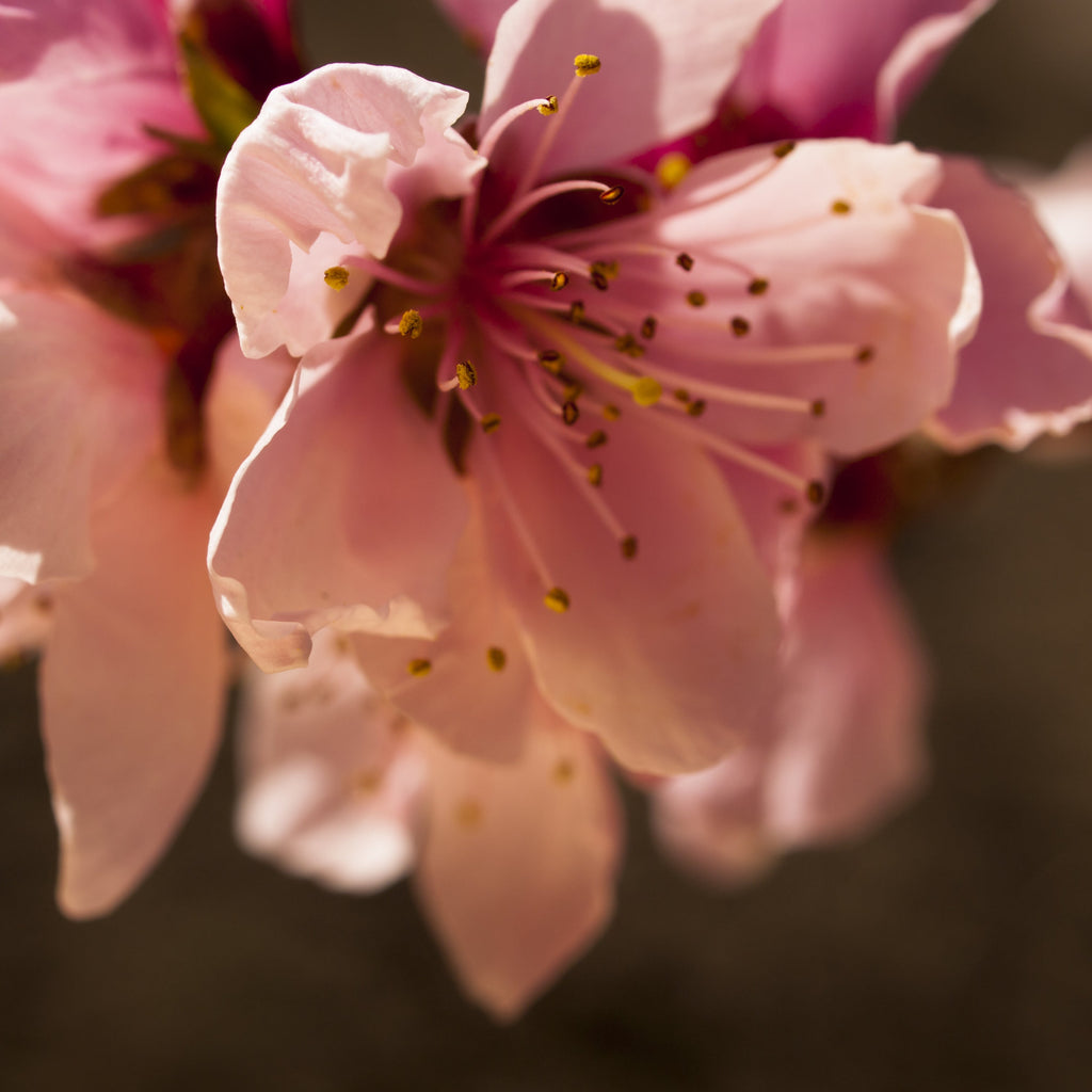 Close-up of soft pink blossoms with delicate petals and visible yellow stamens against a blurred dark background.
