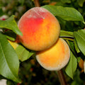 Several ripe peaches with yellow-orange and red blush tones hanging on a tree branch among green leaves.