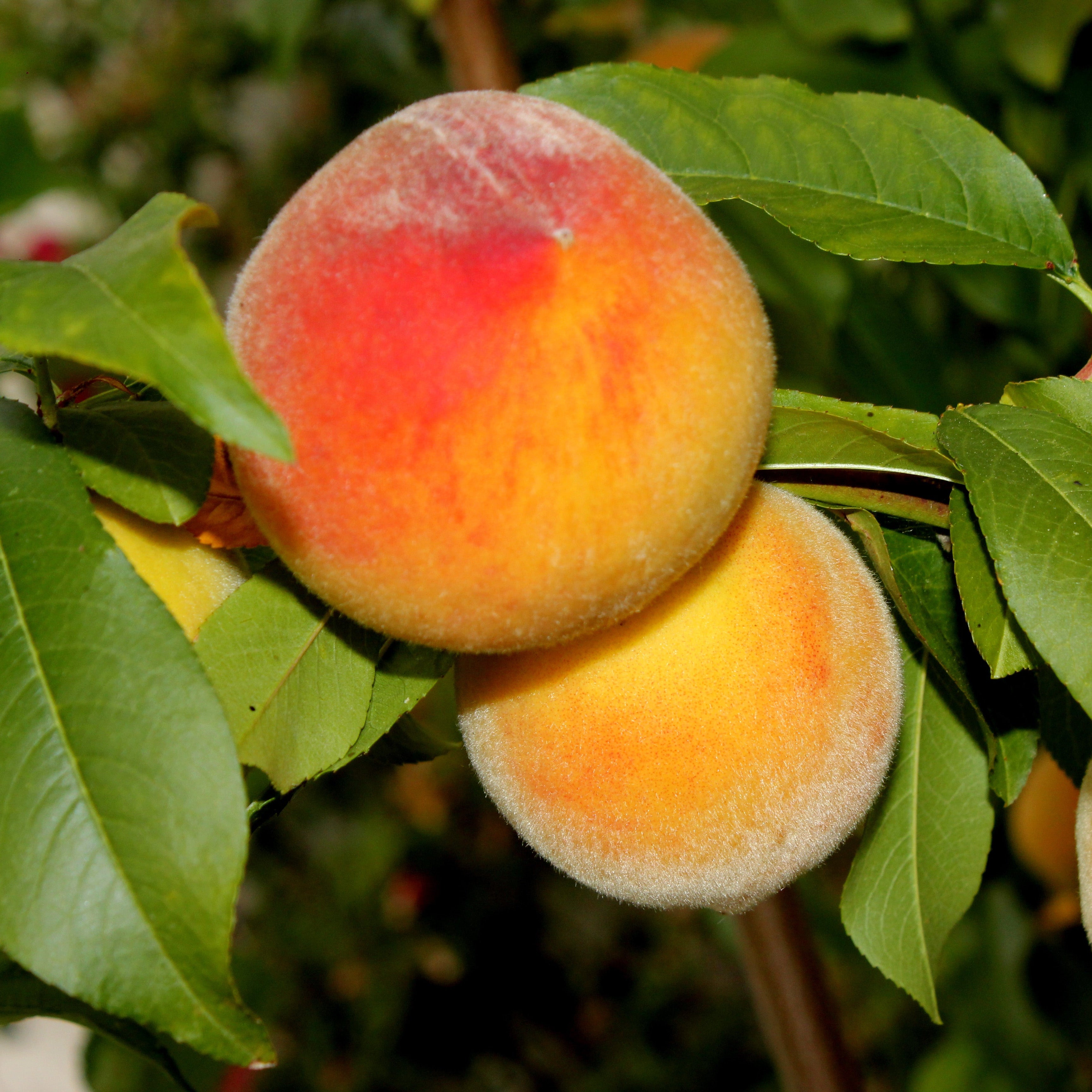 Several ripe peaches with yellow-orange and red blush tones hanging on a tree branch among green leaves.