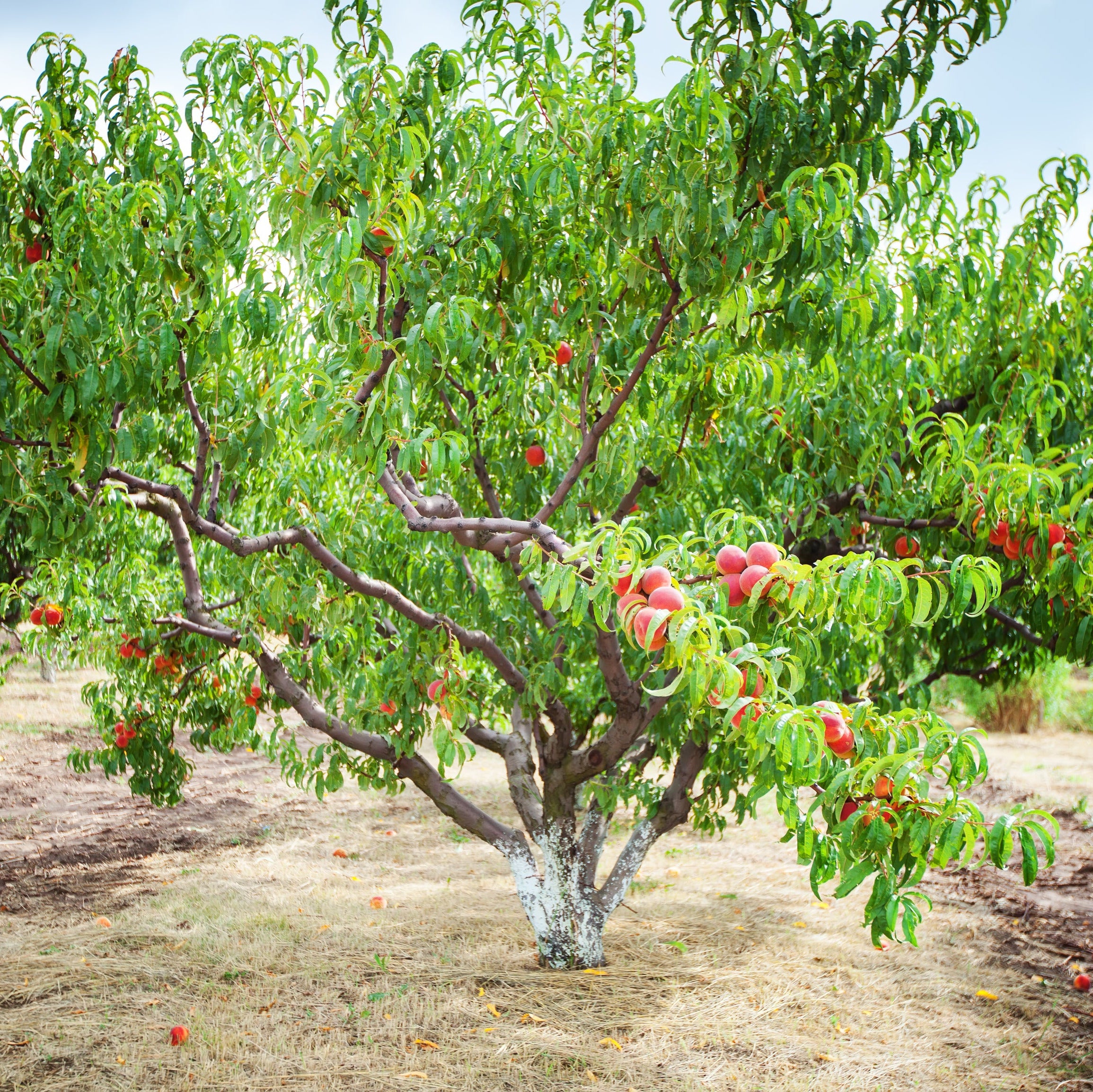 A peach tree in an orchard with green leaves and several ripe red peaches, set against a background of other trees and a blue sky.