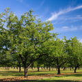 Pecan Tree