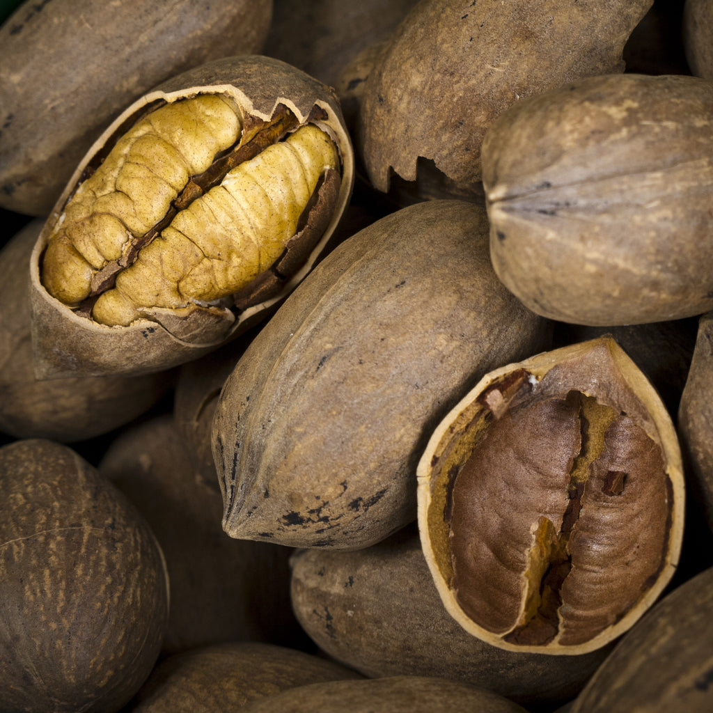 Pecan Tree