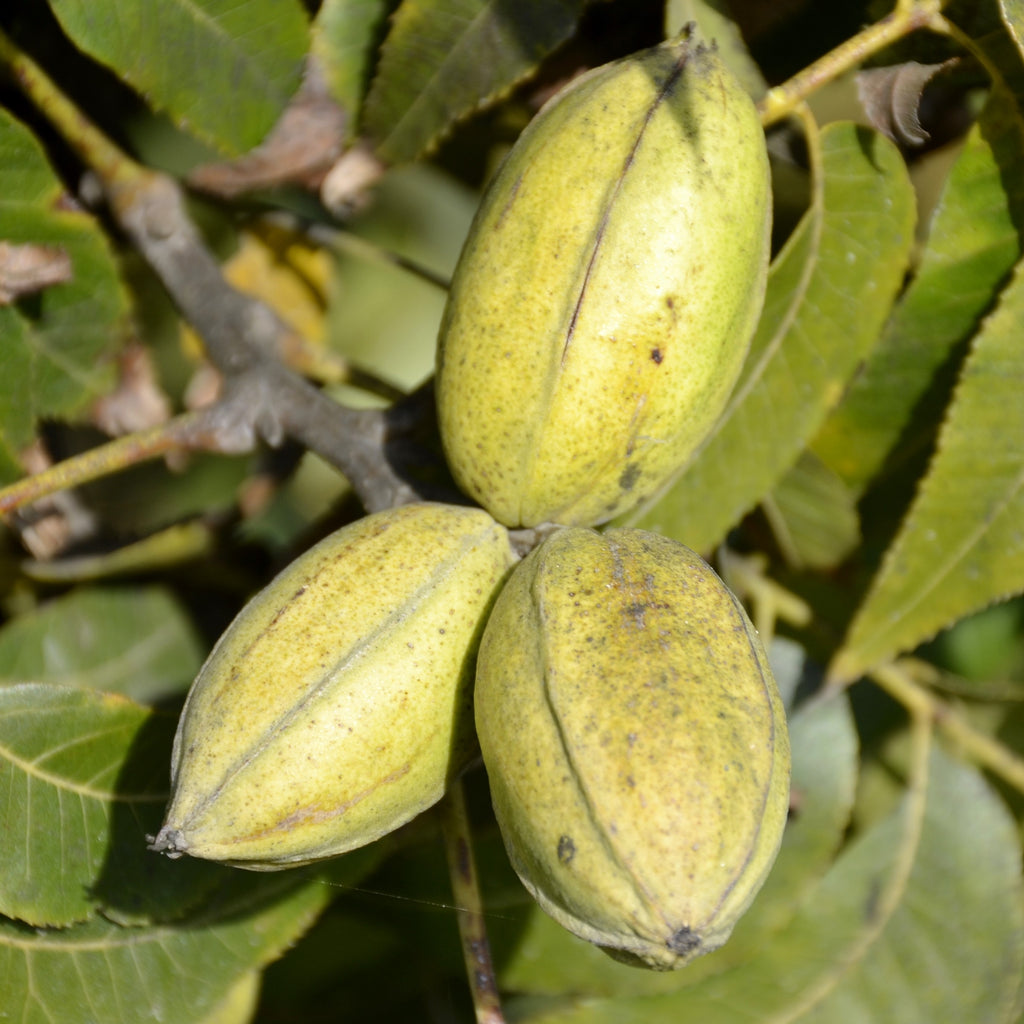 Pecan Tree