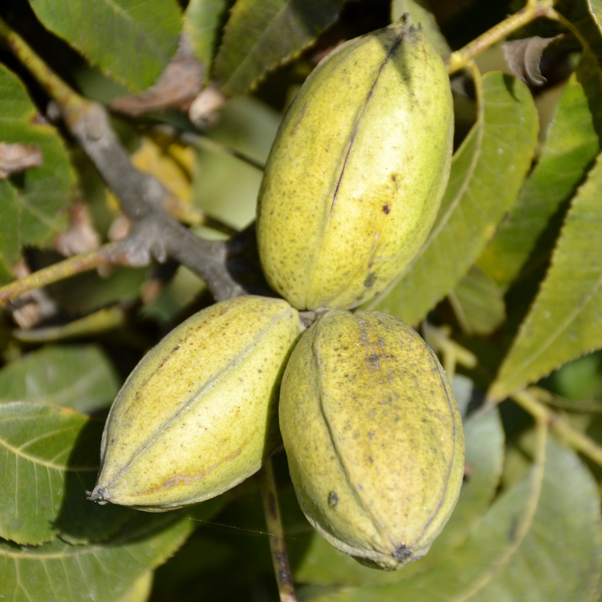 Pecan Tree