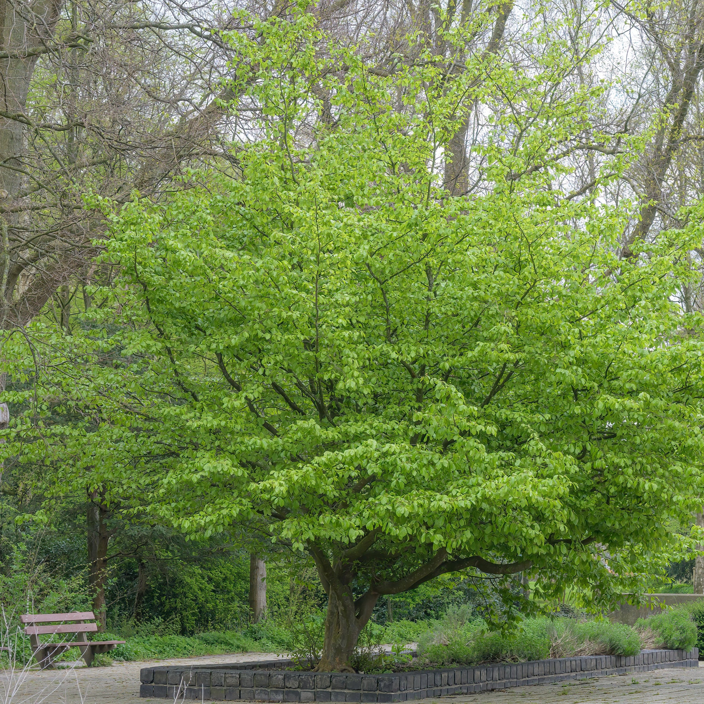 A large deciduous tree with fresh bright green foliage growing in a landscaped garden bed, with other trees, a bench, and a low stone border visible around it.