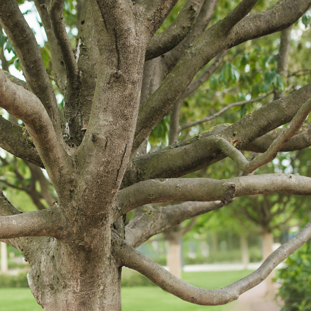 Close-up of a tree trunk and branching branches with green foliage in the background, photographed outdoors in a park-like setting.