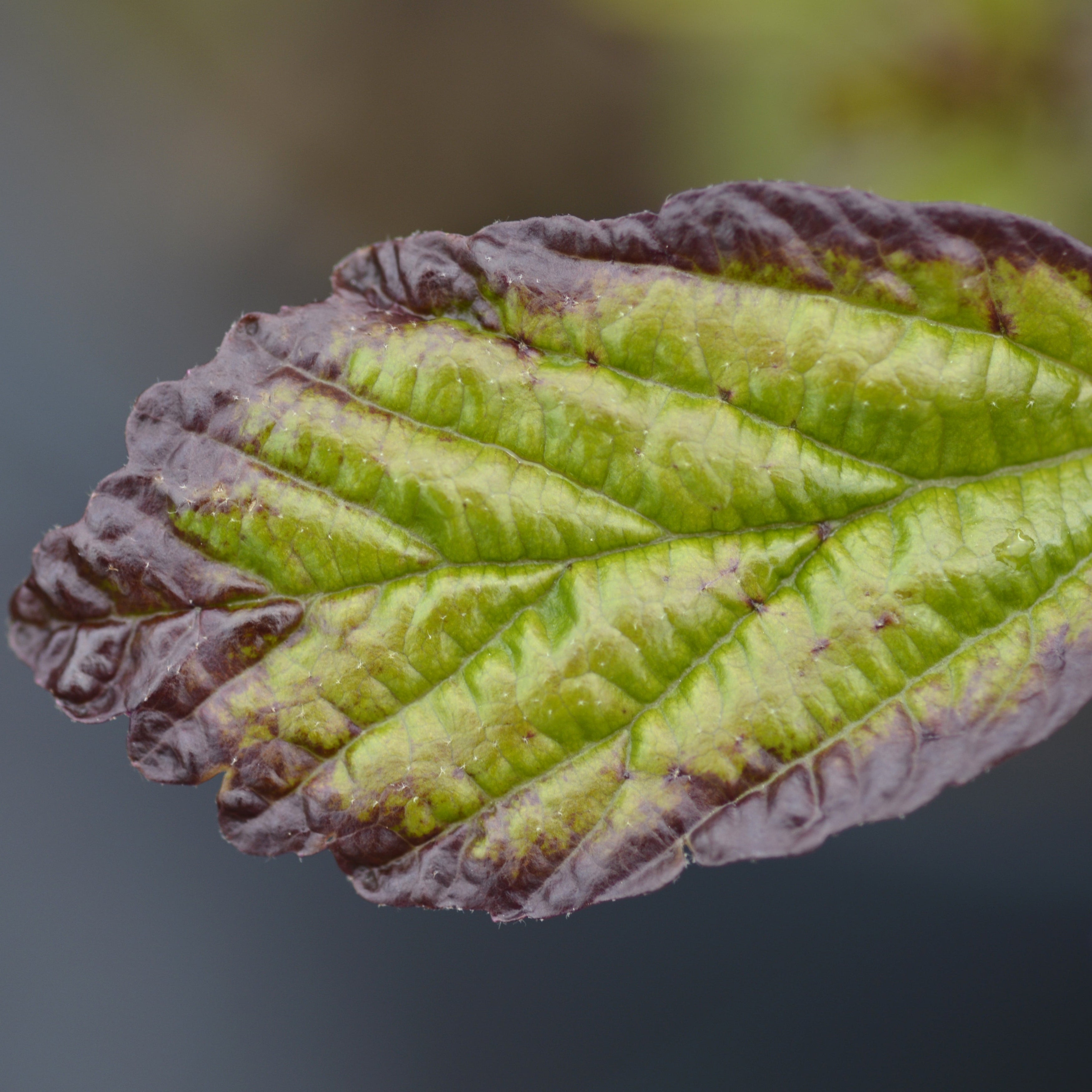 A close-up of a textured leaf with prominent green veins and dark reddish-purple edges, set against a soft, blurred dark gray background.