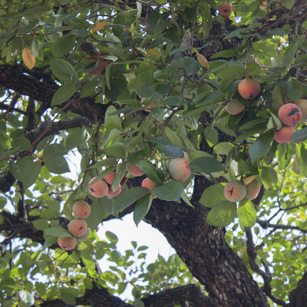 A close-up view of a tree branch covered in green leaves and hanging peach-colored fruit, photographed outdoors in natural light.