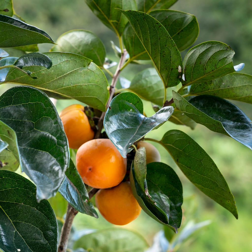 Orange persimmon fruits hanging from a tree branch, surrounded by glossy green leaves in a natural outdoor setting.