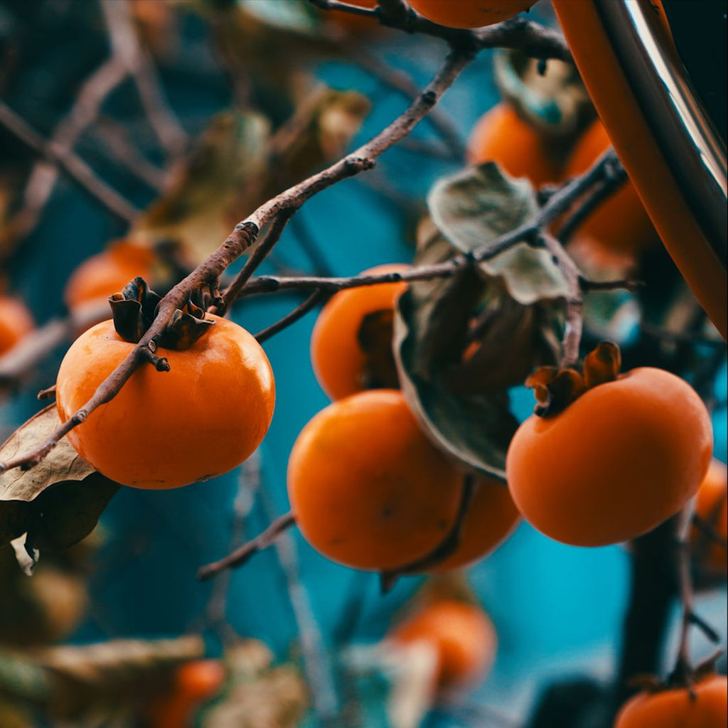 Close-up of ripe orange persimmon fruits hanging from tree branches with dry leaves, photographed outdoors against a soft blurred background.