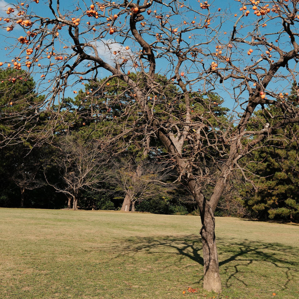 A bare winter tree with clusters of orange persimmon stands on a grassy lawn under a clear blue sky, with darker evergreen trees in the background.
