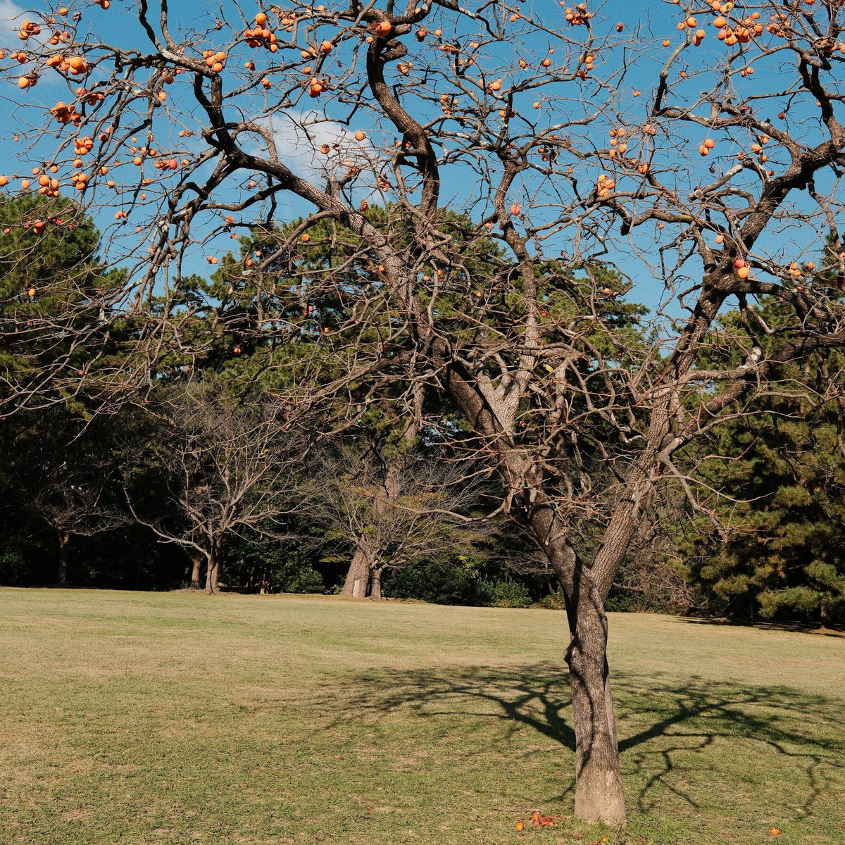 A bare winter tree with clusters of orange persimmon stands on a grassy lawn under a clear blue sky, with darker evergreen trees in the background.