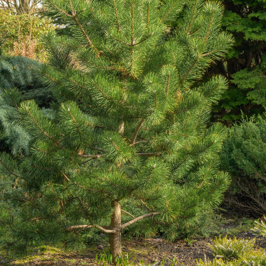 Japanese Black Pine Tree