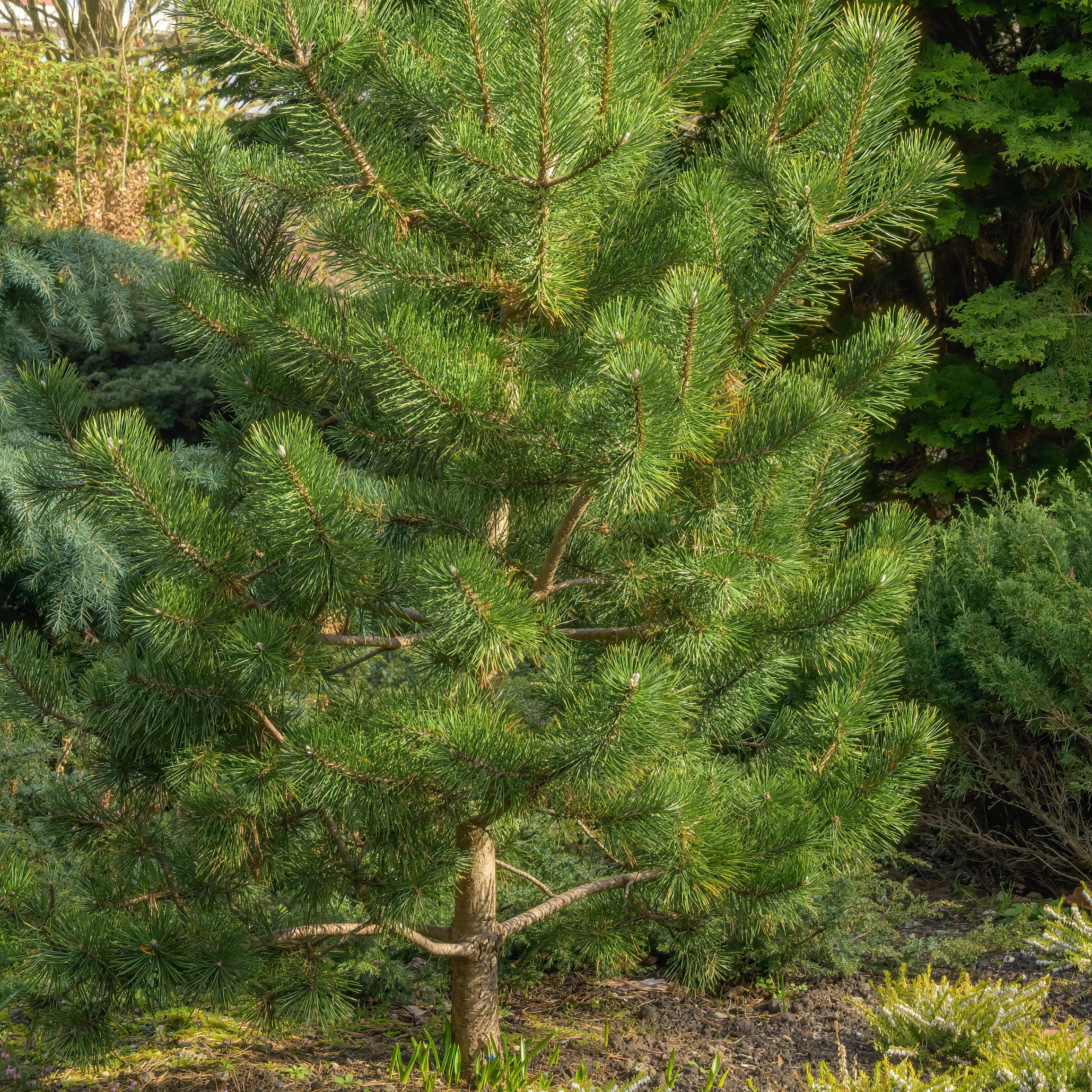 Japanese Black Pine Tree