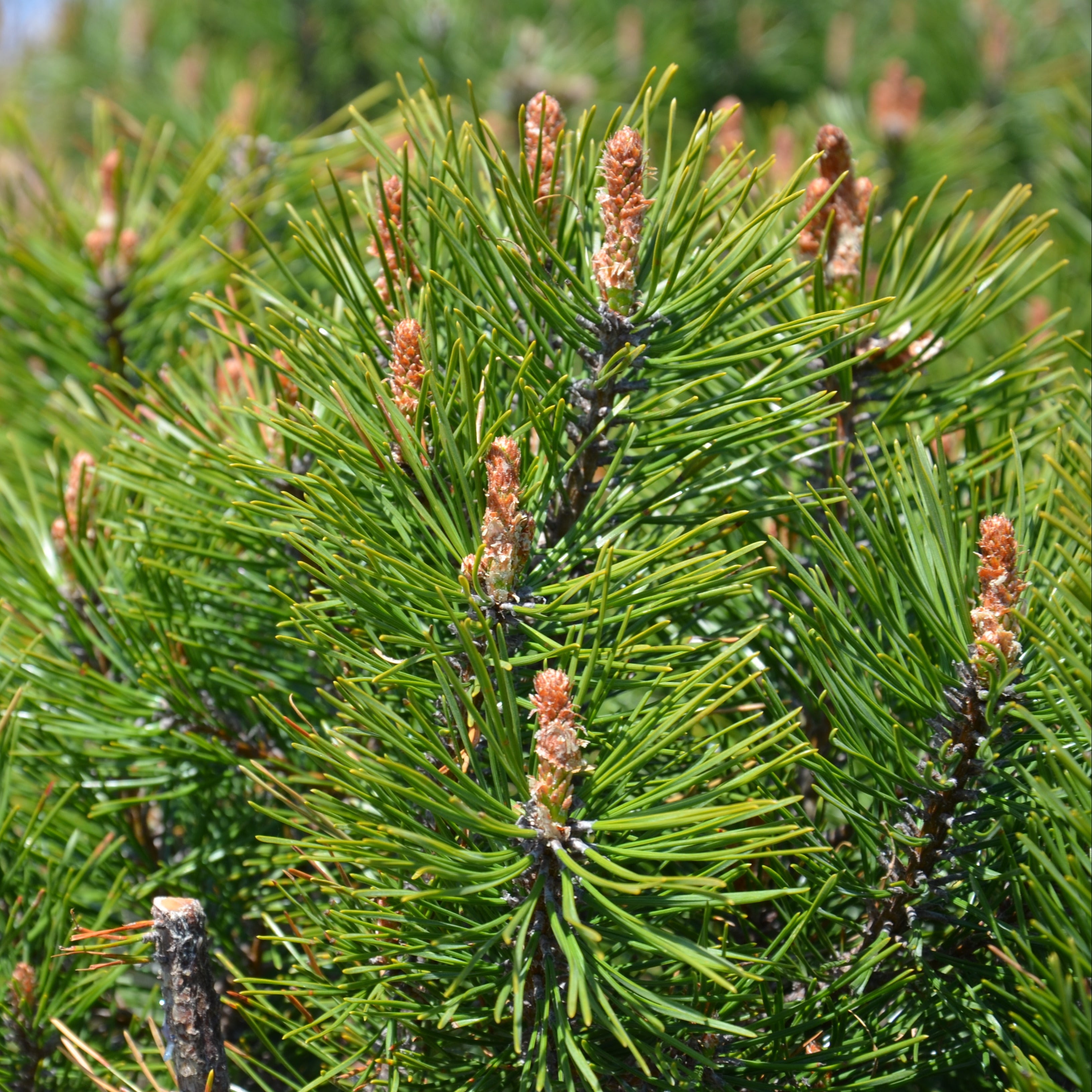 Japanese Black Pine Tree
