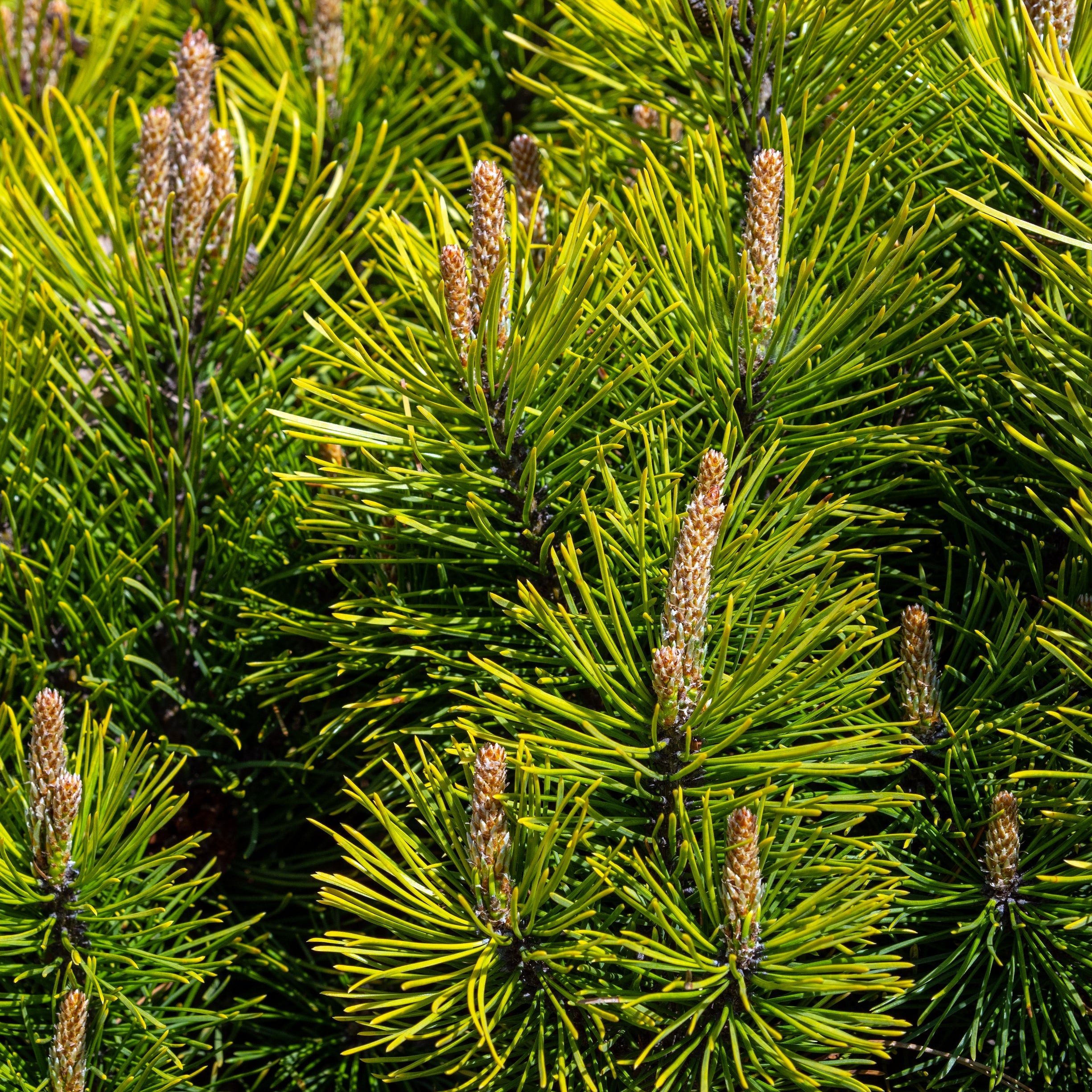 Japanese Black Pine Tree