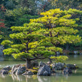 Japanese Black Pine Tree