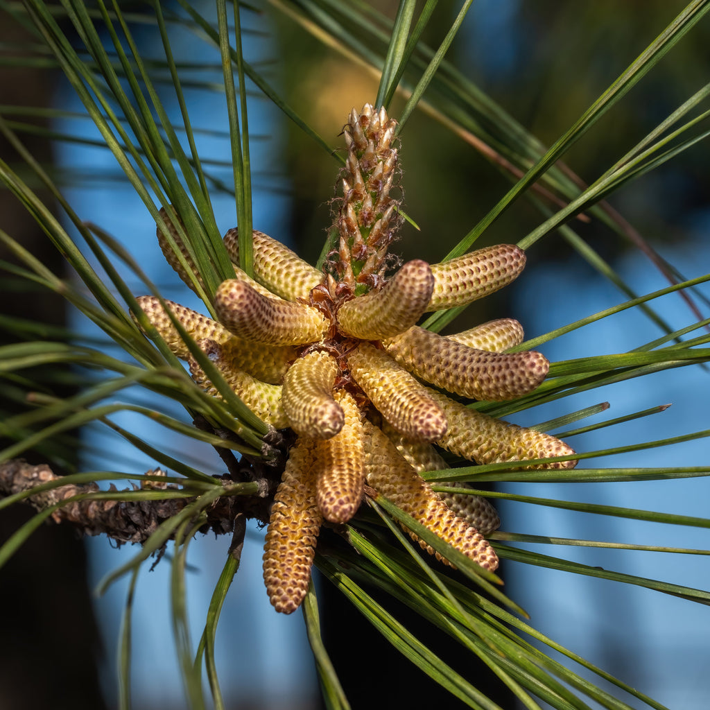 Close-up of a pine cone cluster on a pine branch with long green needles and a soft blue blurred background.