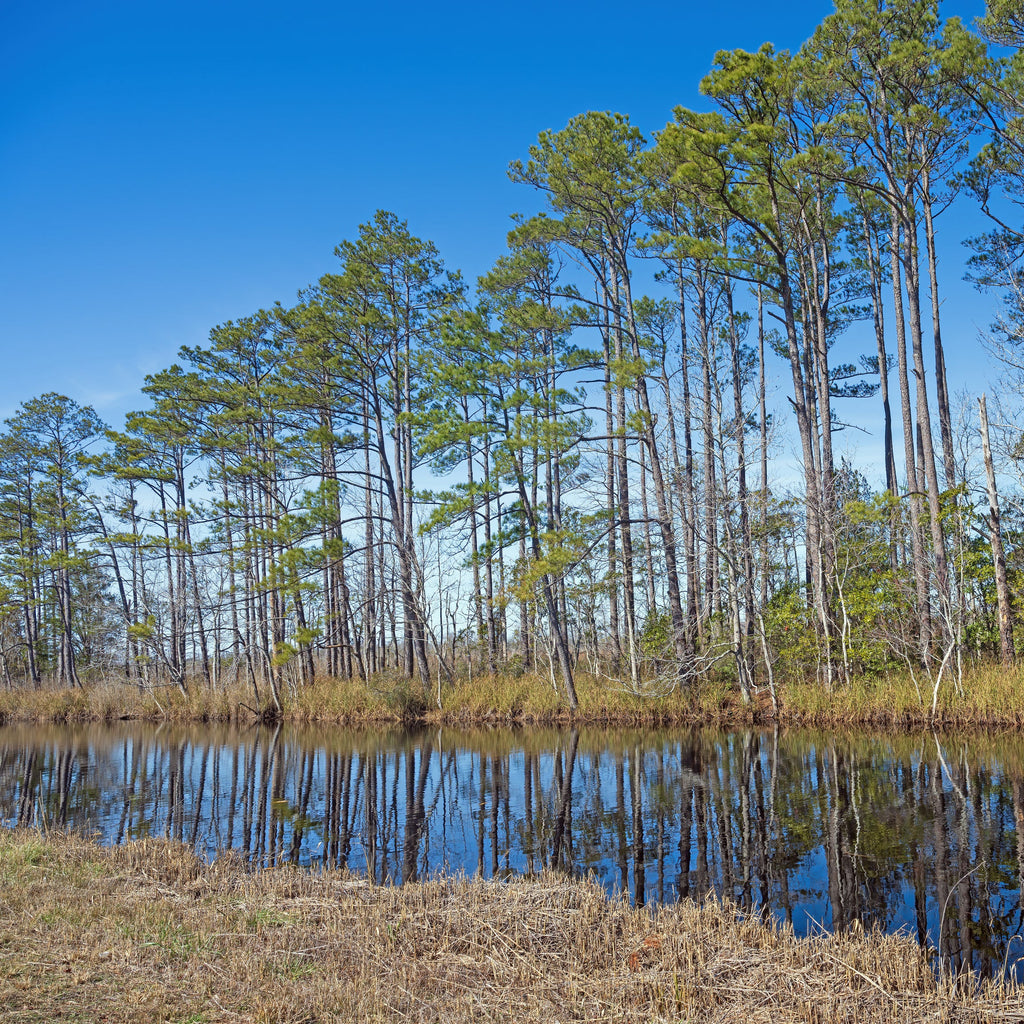 A scenic landscape photograph of a wetland with tall pine trees reflecting in calm water under a clear blue sky.