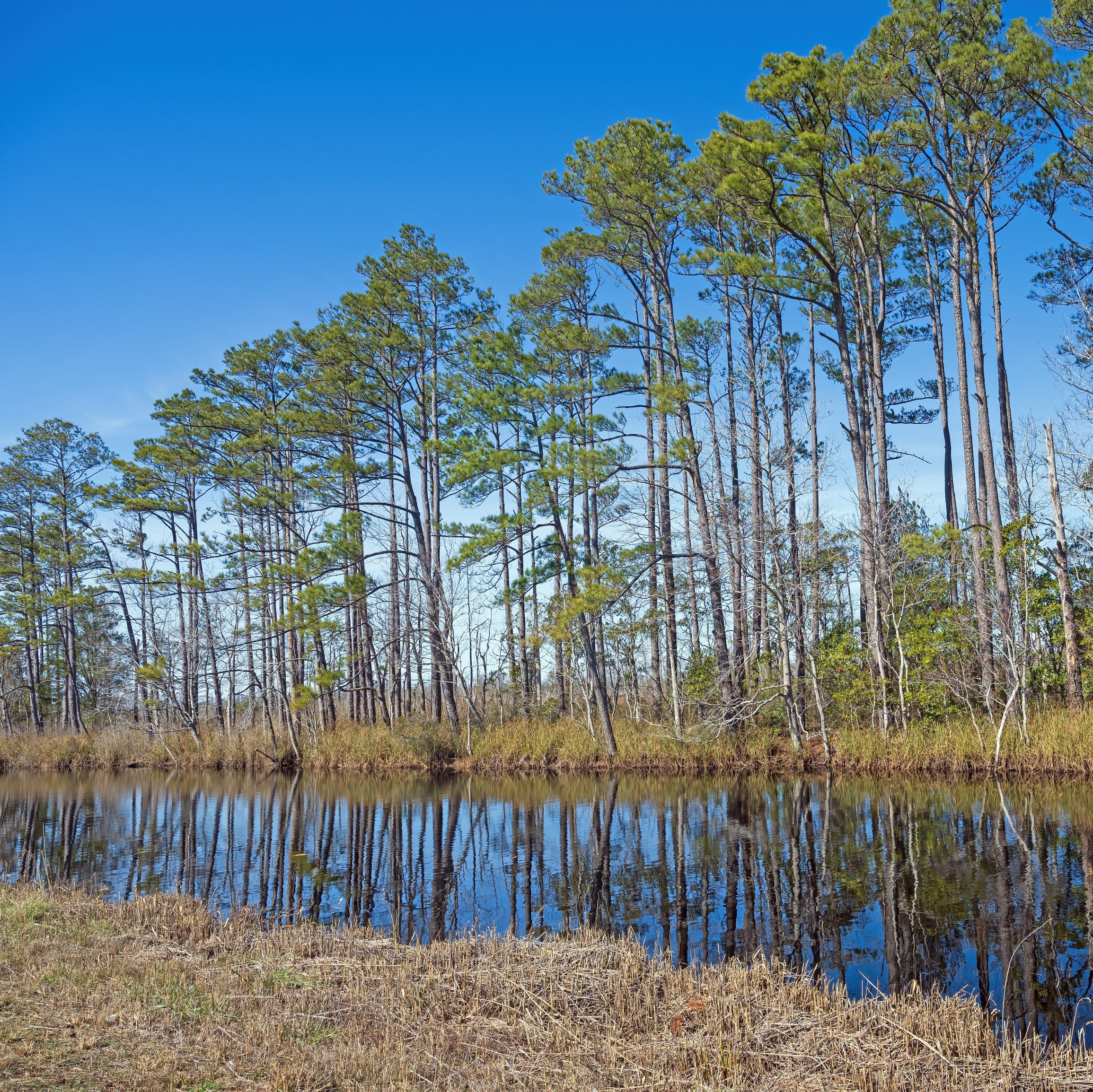 A scenic landscape photograph of a wetland with tall pine trees reflecting in calm water under a clear blue sky.