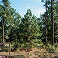 A young green pine tree standing in a wooded clearing with tall surrounding trees, brown ground, and blue sky.