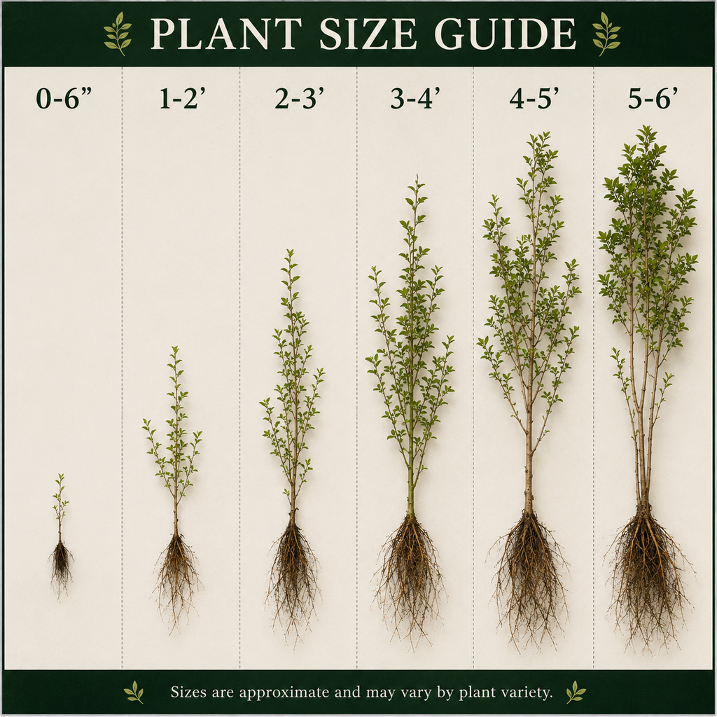 Plant size guide showing different plant heights with corresponding measurements.