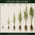 Plant size guide showing different plant heights with corresponding measurements.