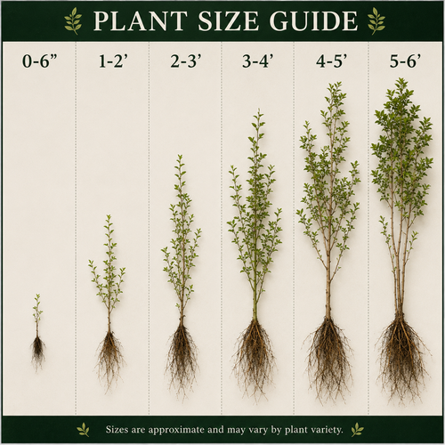 Plant size guide showing different plant heights with corresponding measurements.