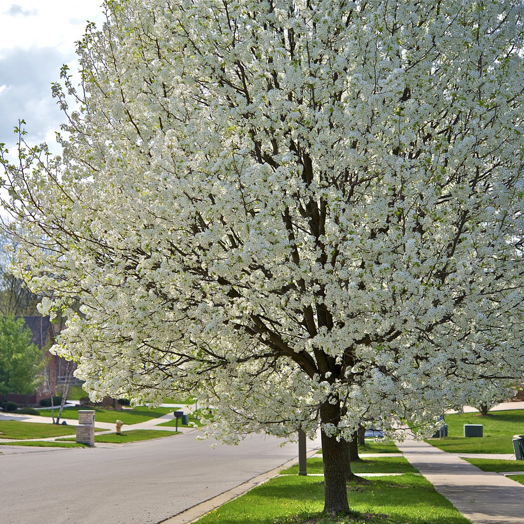 American Plum Tree