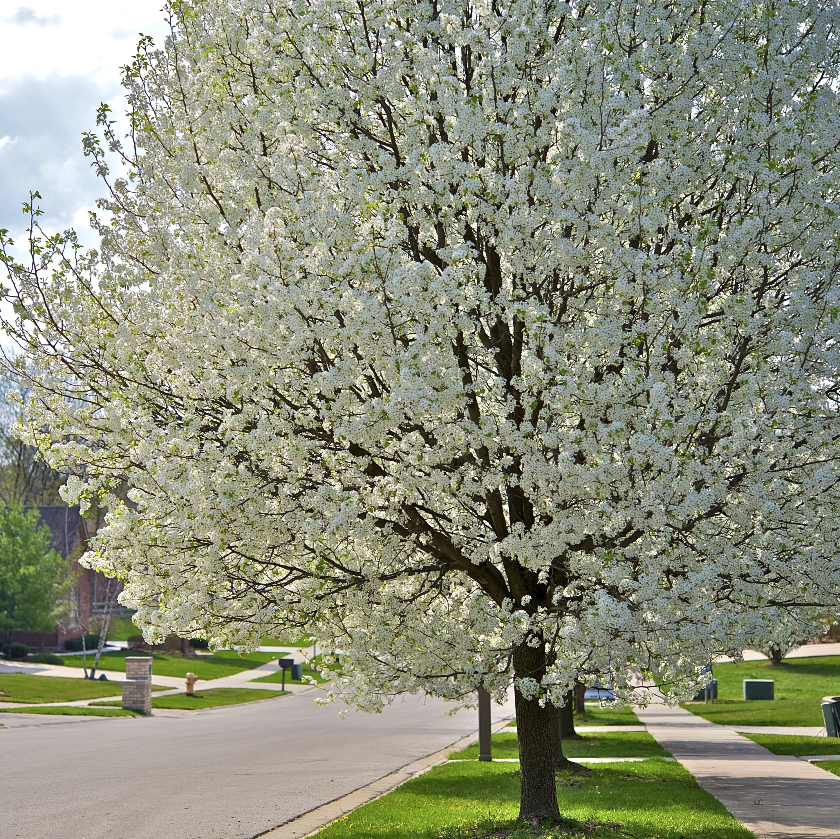 American Plum Tree
