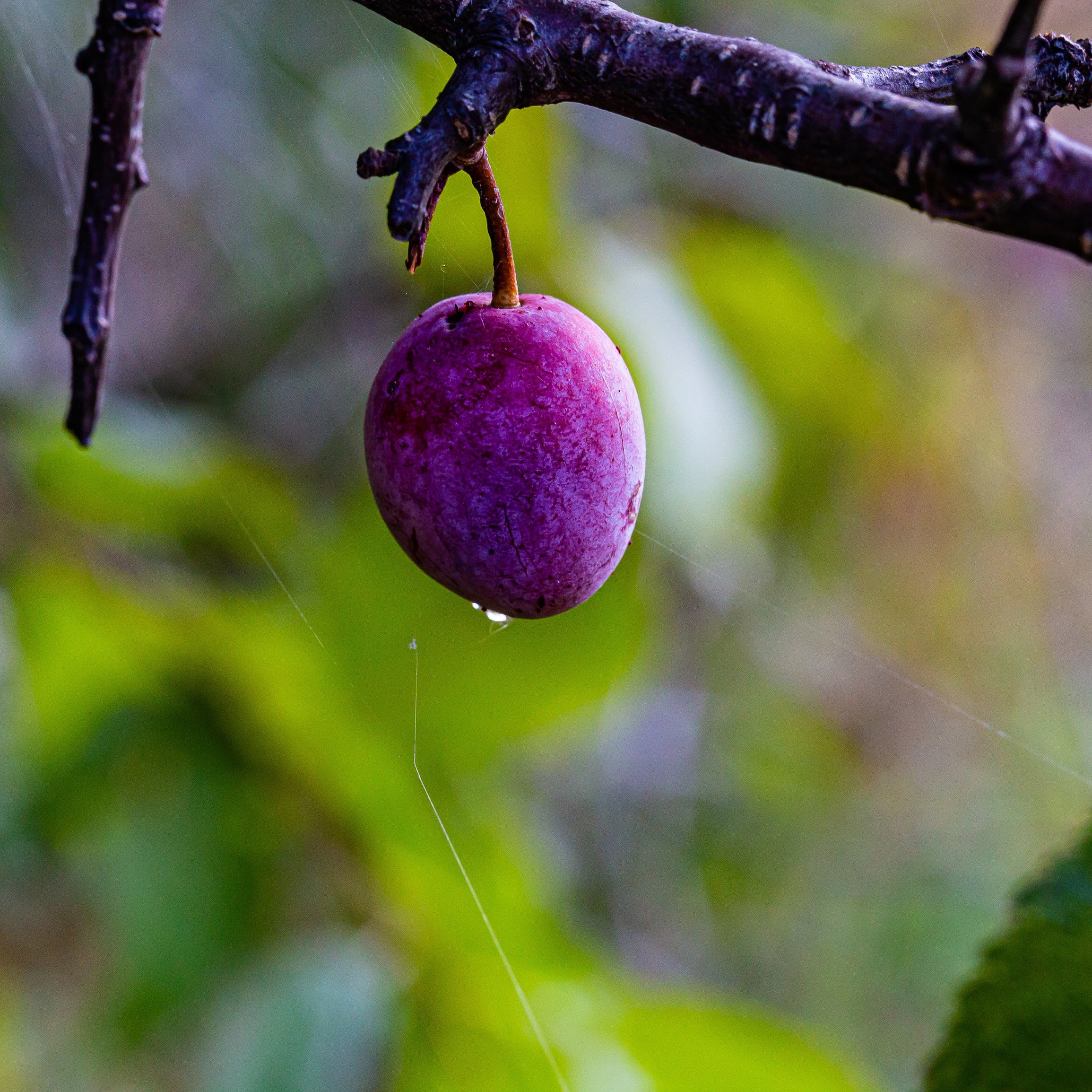 American Plum Tree