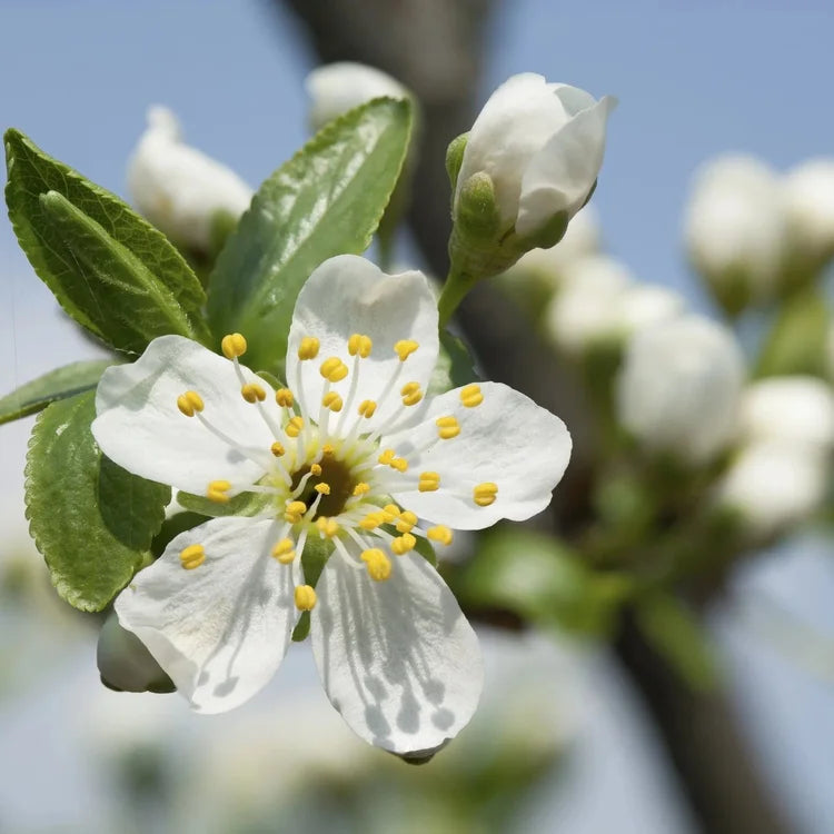 Methley Plum Tree