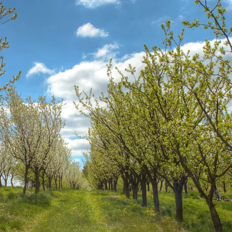 Methley Plum Tree